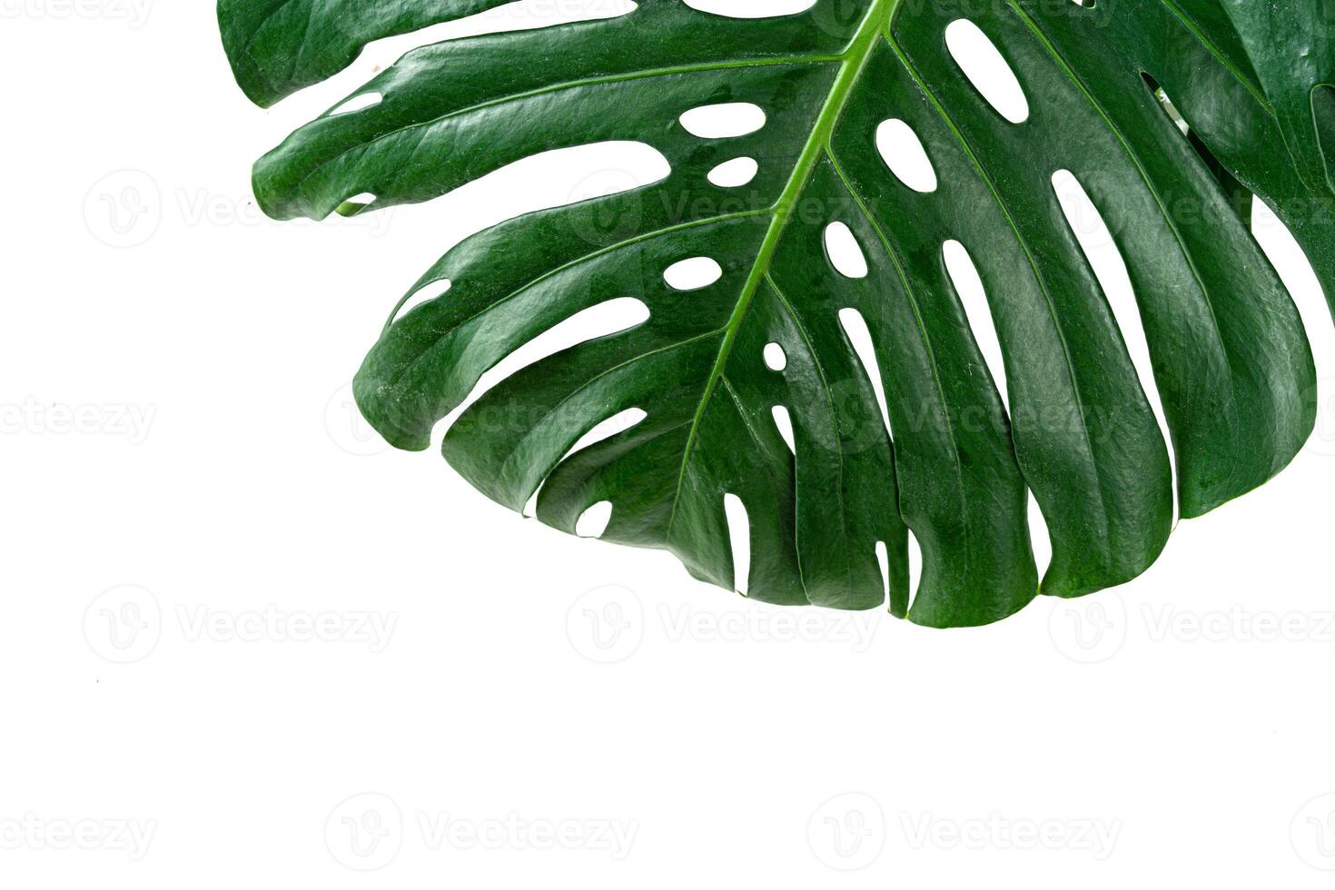 Glossy monstera leaf close up isolated on white background photo