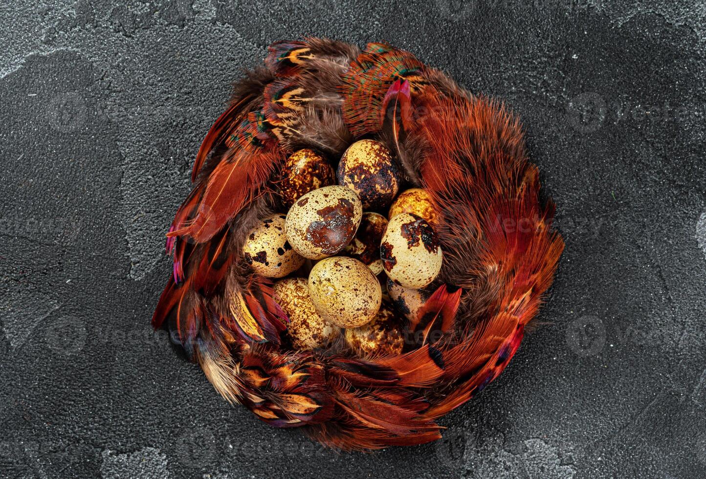 Easter quail eggs in feathers on dark background photo