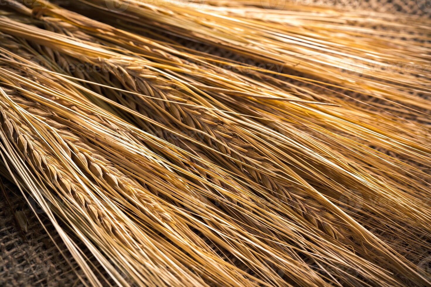 Ears of wheat on a sackcloth photo