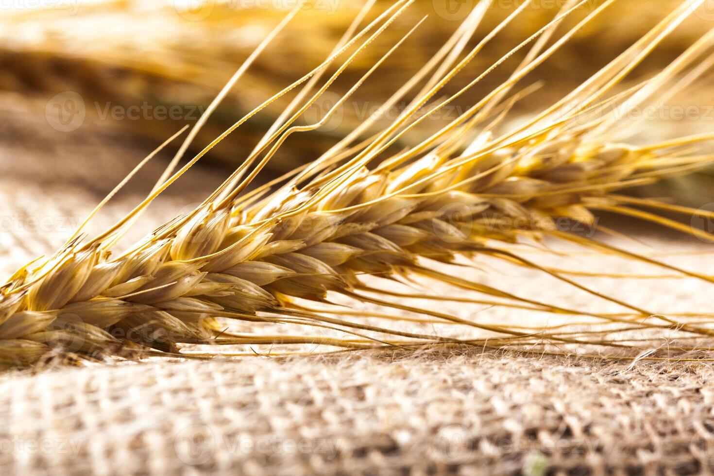 Ears of wheat on a sackcloth photo