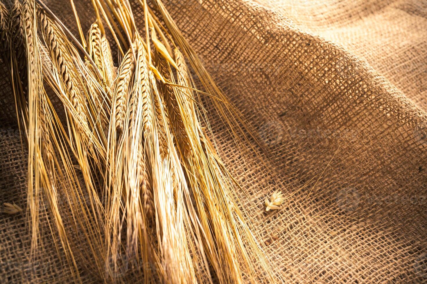 Ears of wheat on a sackcloth photo