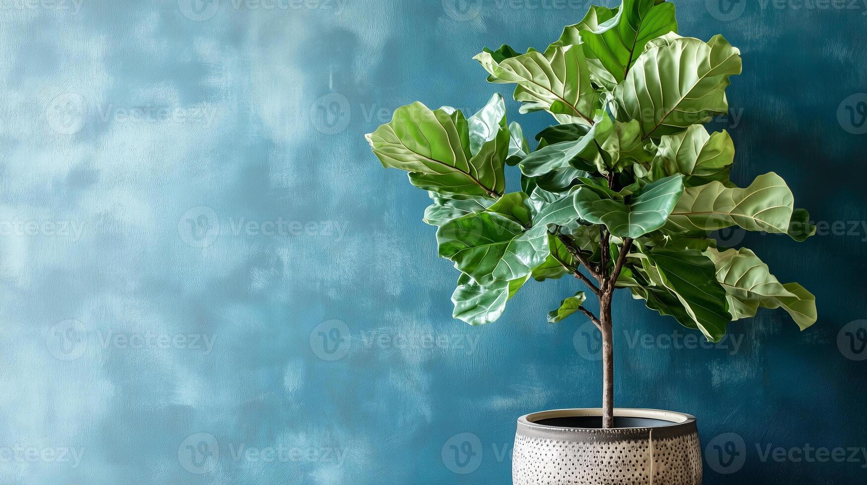 Fiddle leaf fig tree in a decorative pot against a textured blue wall in a cozy indoor space photo