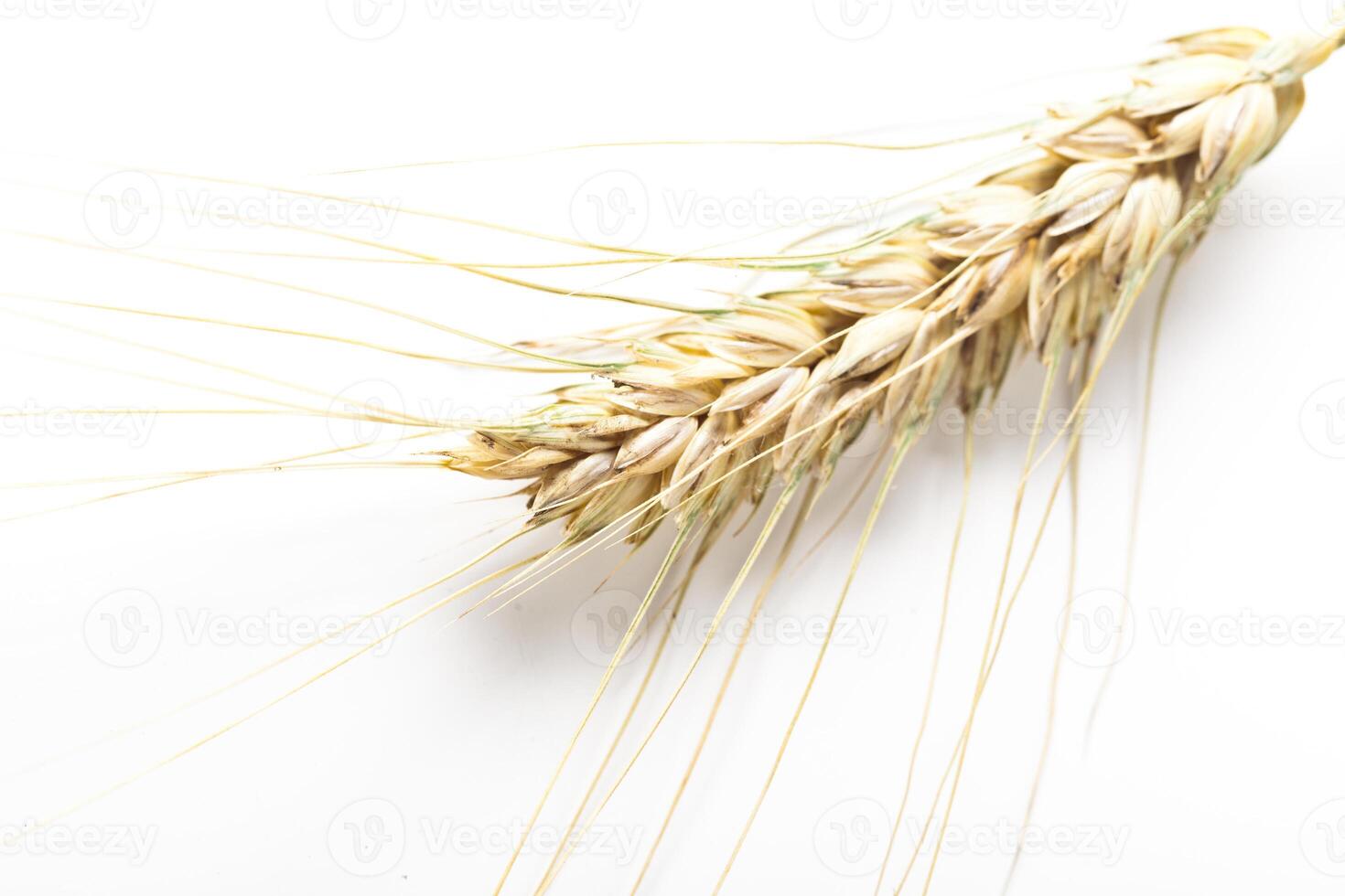 wheat ears isolated on white background photo