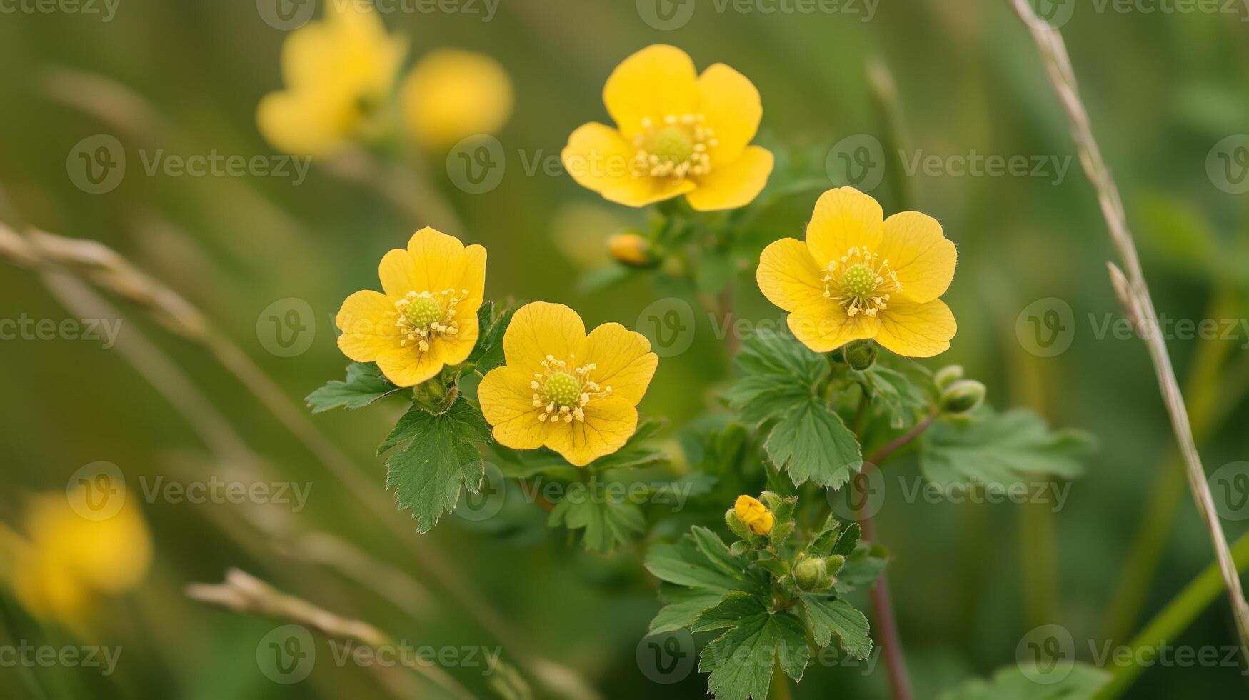Delicate yellow flowers bloom in a lush green field during a sunny afternoon in early spring photo