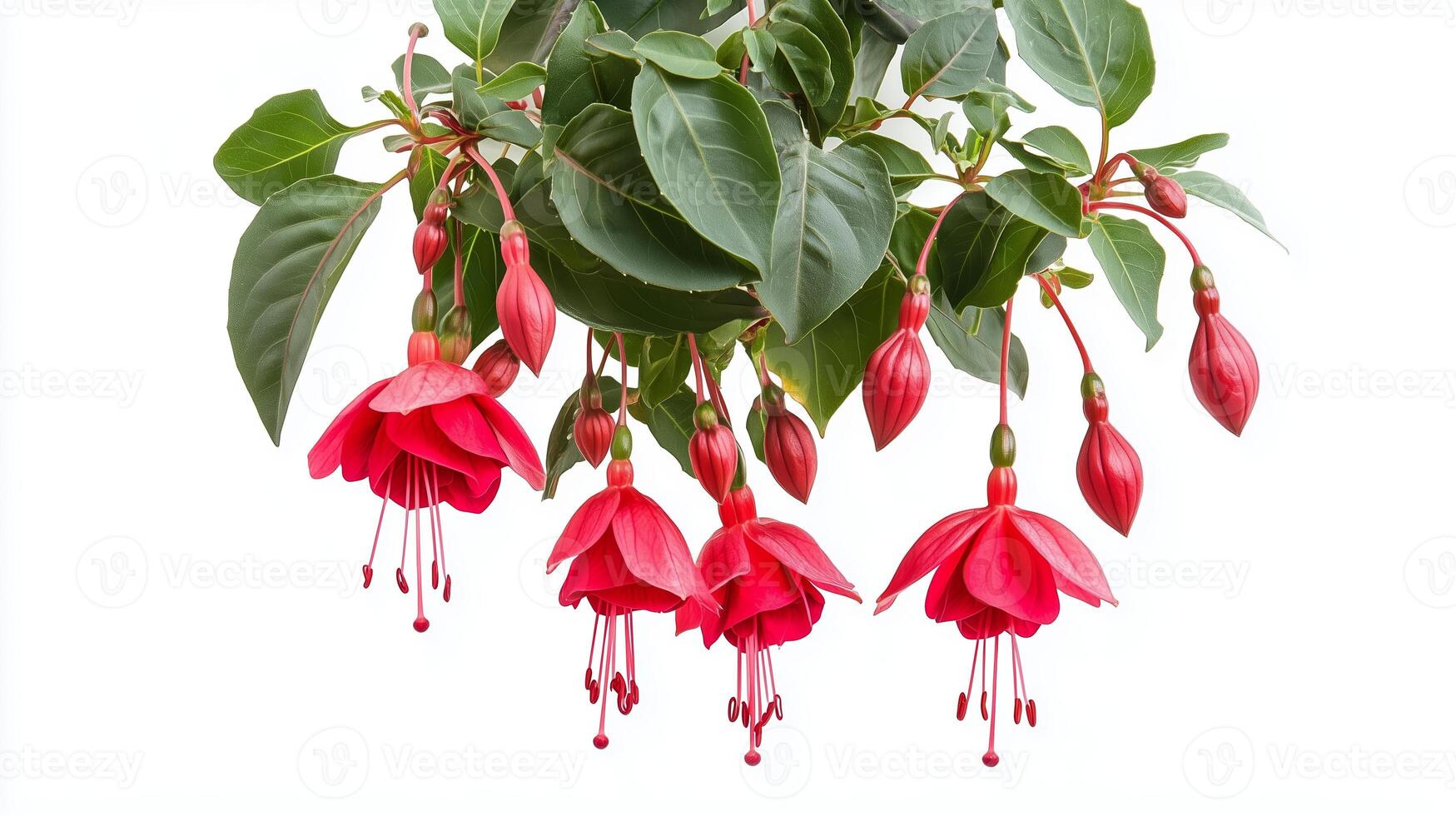 A vibrant display of fuchsia flowers with lush green leaves captured in natural light, showcasing their delicate beauty and elegance photo