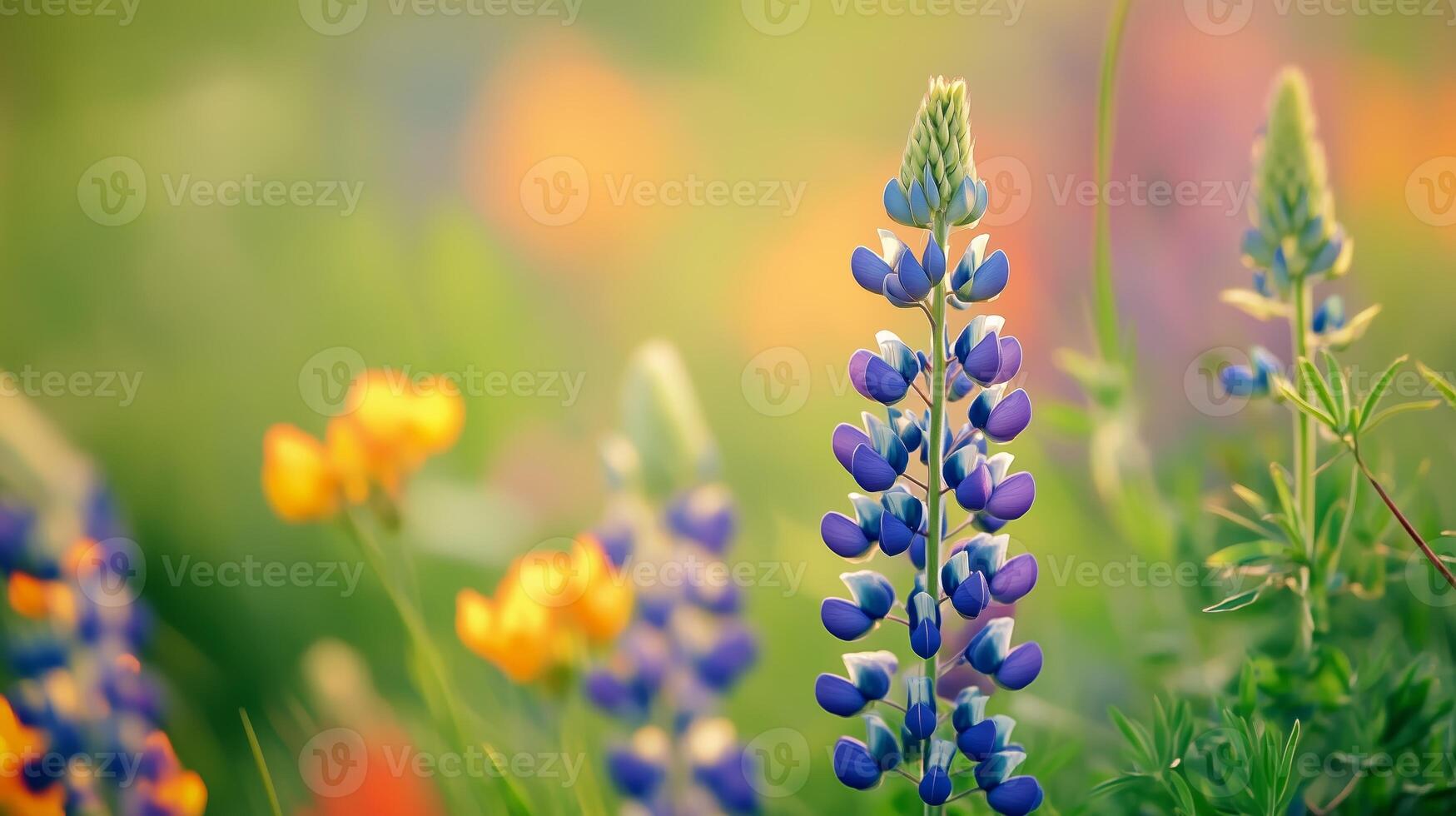 Vibrant wildflowers bloom in a lush field during late spring, showcasing stunning purple and yellow blossoms under soft sunlight photo