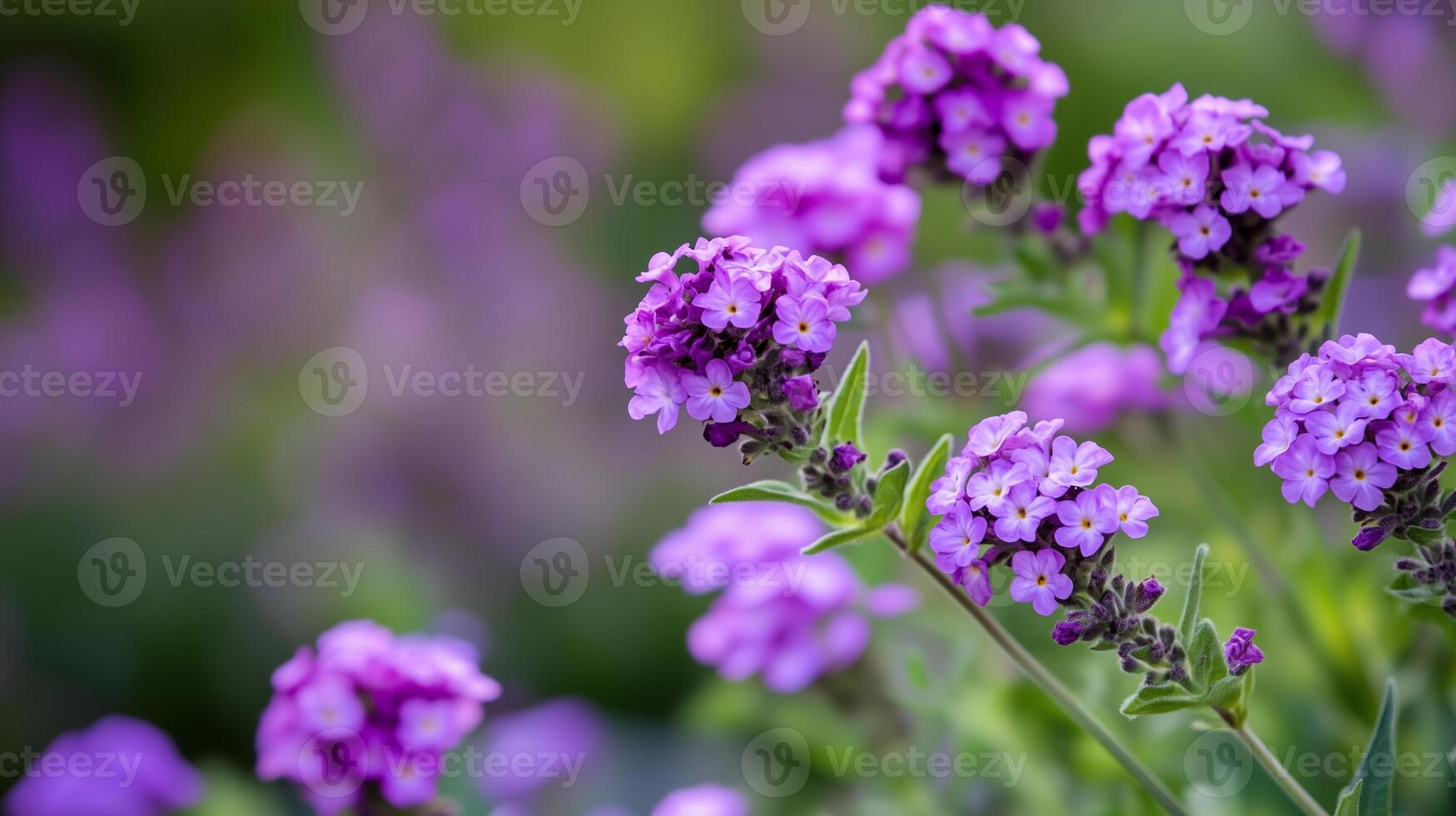 Beautiful clusters of purple flowers blooming in a vibrant garden under bright natural sunlight during springtime photo