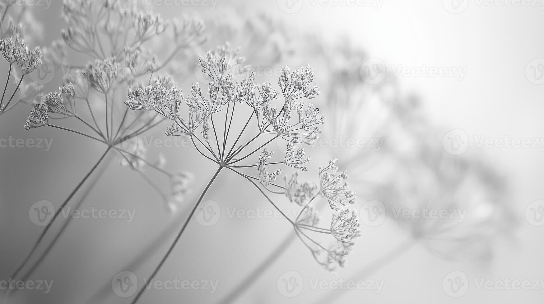 Delicate white flowers create a serene composition in soft natural light against a minimalist backdrop photo