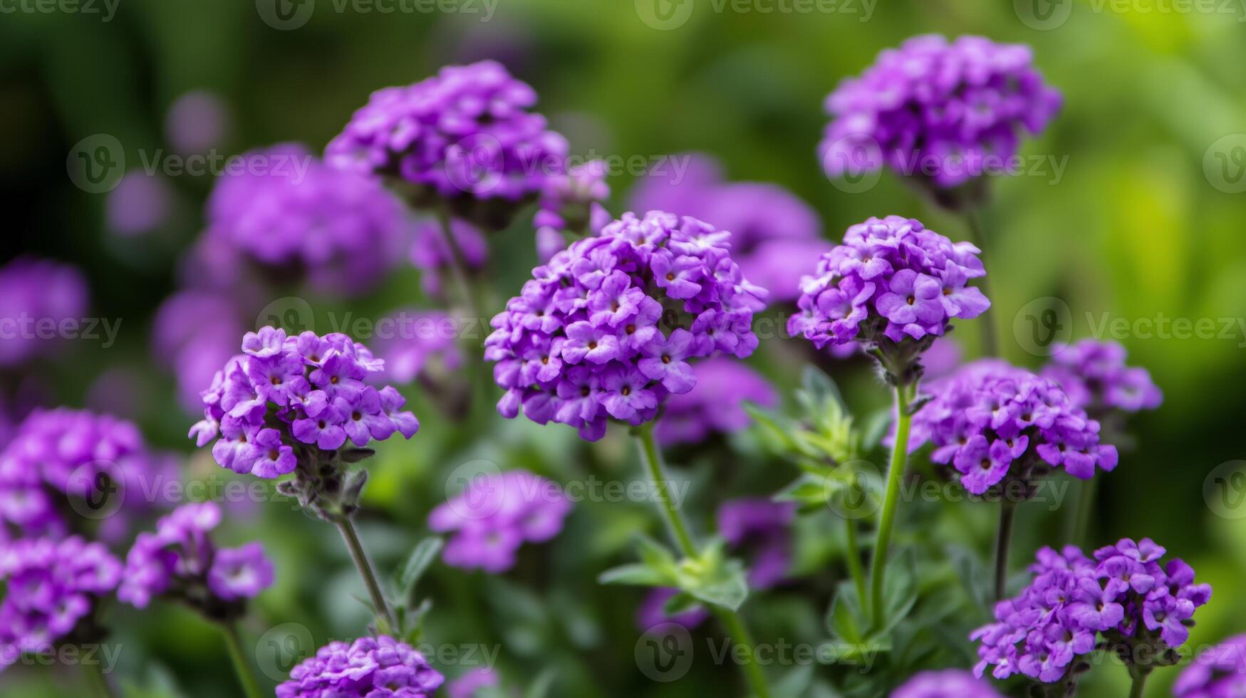 Vibrant clusters of purple flowers blooming in a lush garden during the warm spring season photo