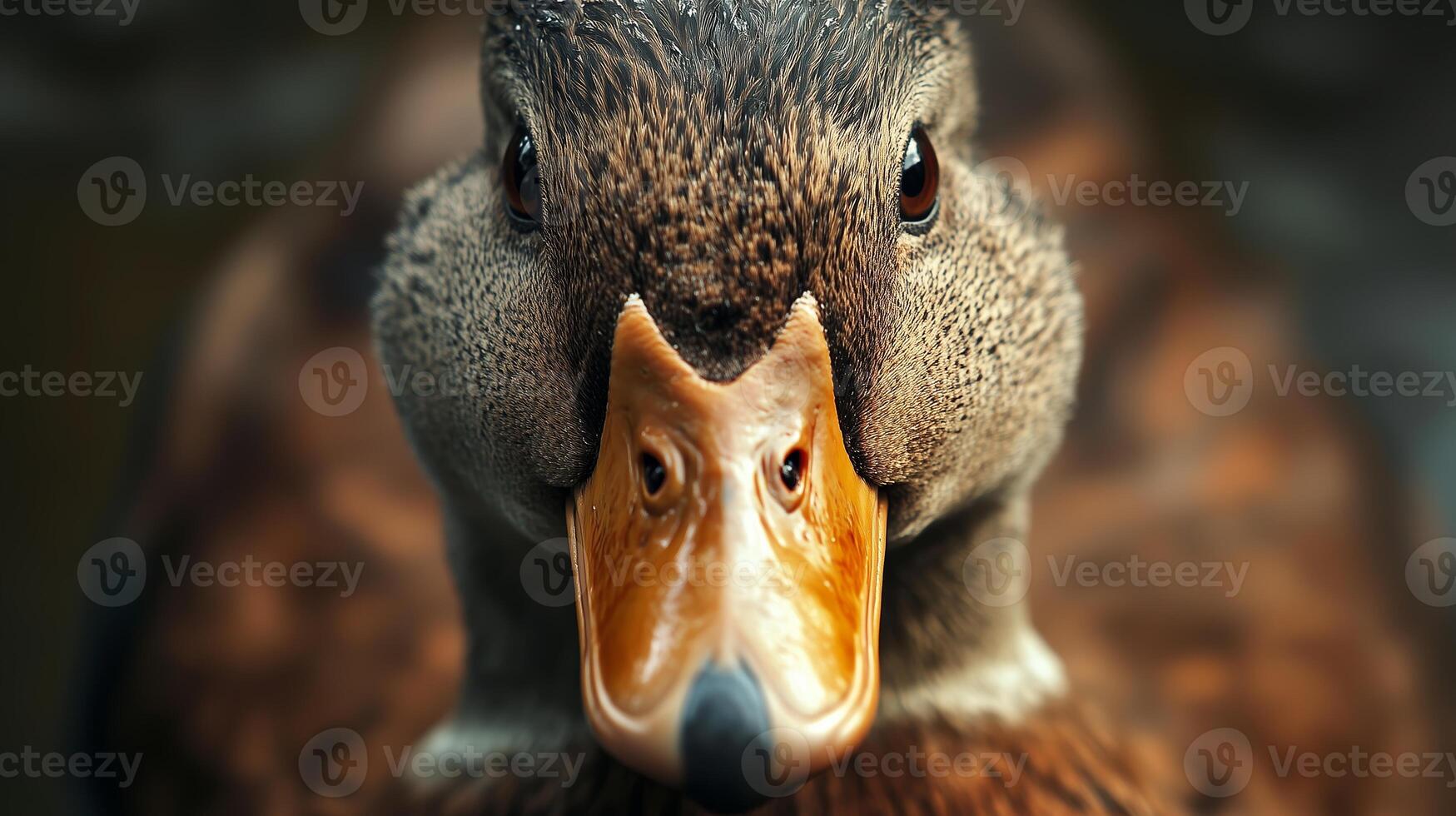 A close-up of a duck with intricate feather details, showcasing its vibrant colors near a calm water surface during the golden hour of sunset photo