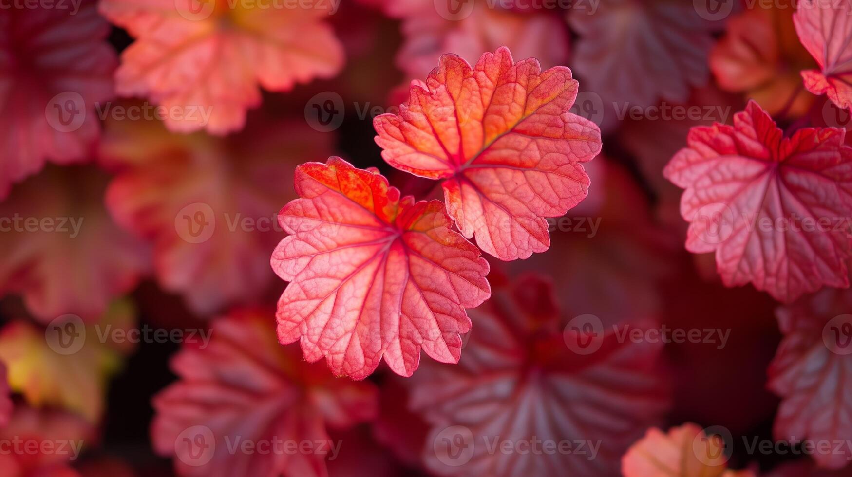 Vibrant red and orange leaves of coral bells plant thriving in a garden setting during late spring season photo