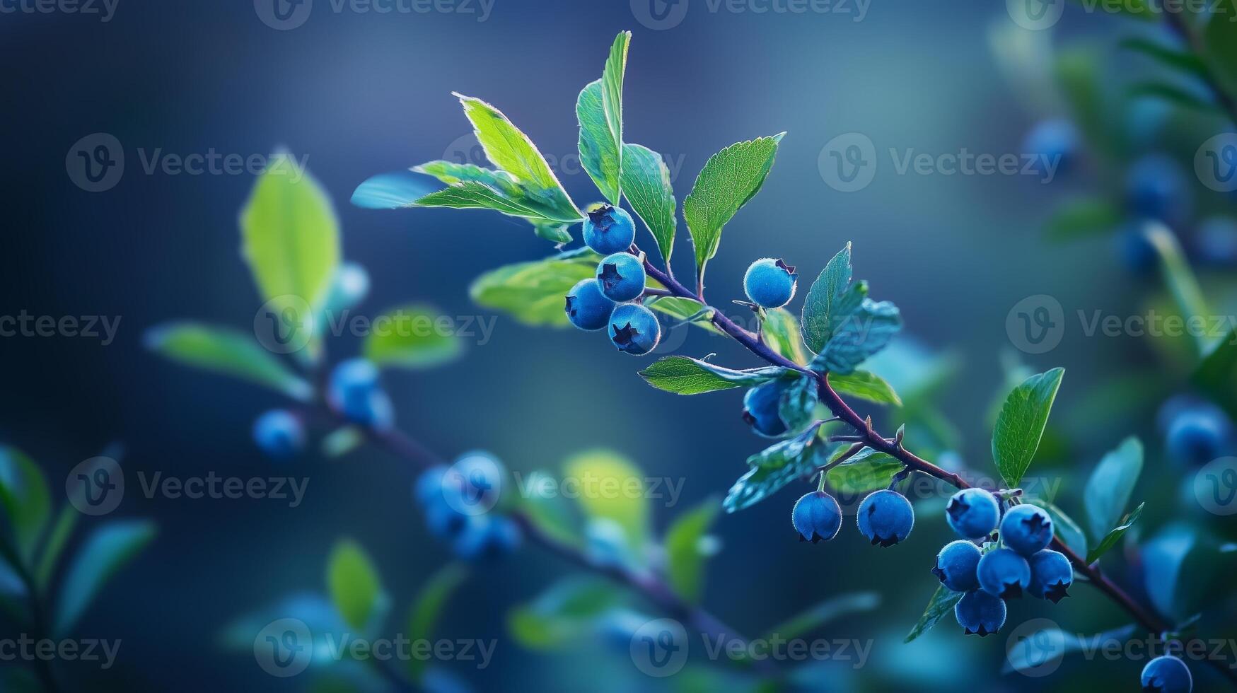 Fresh blueberries grow in clusters on vibrant green branches in the early morning light in a serene garden setting photo