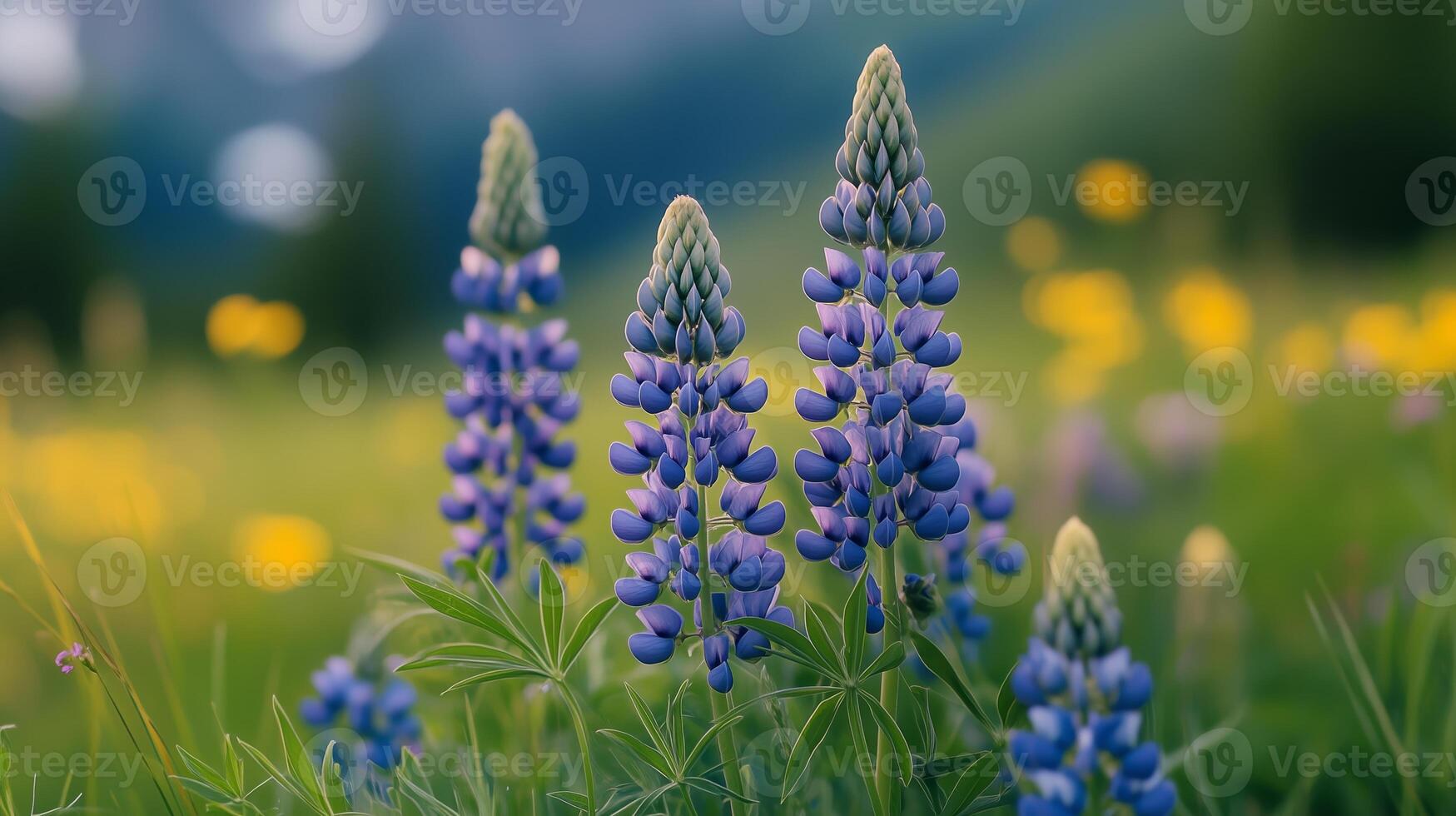 Purple lupine flowers bloom elegantly in a vibrant meadow during a sunny day in springtime photo