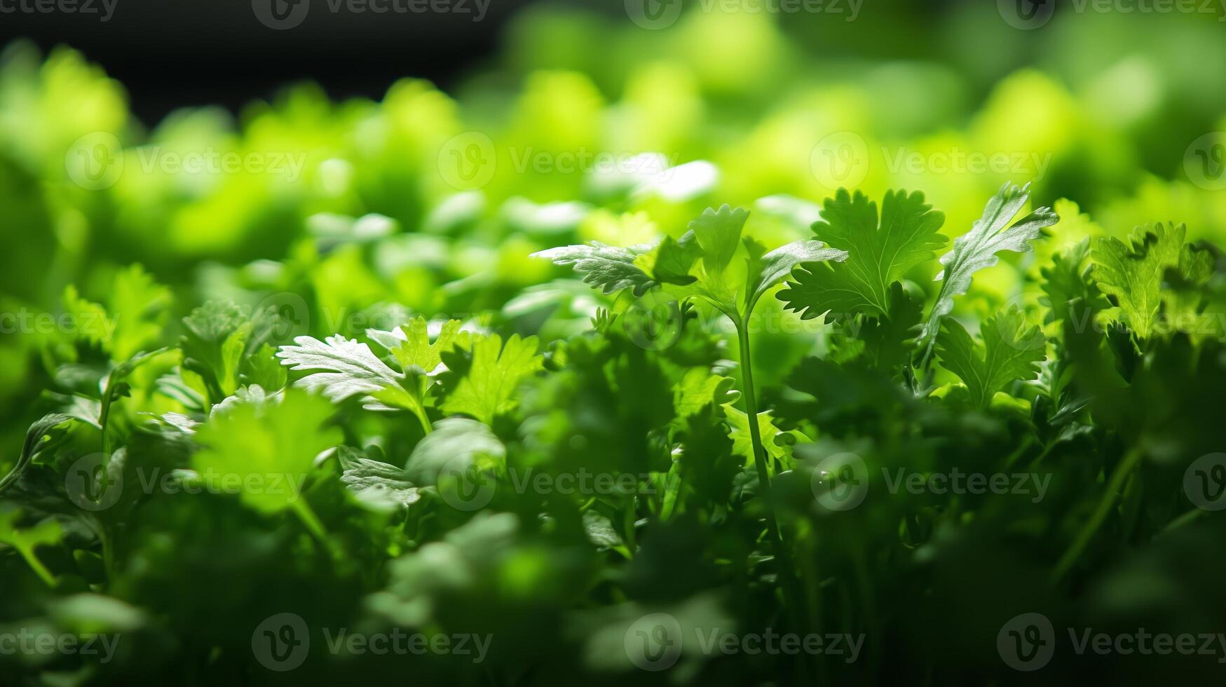 Fresh cilantro growing in a vibrant green garden with sunlight filtering through leaves during early spring photo