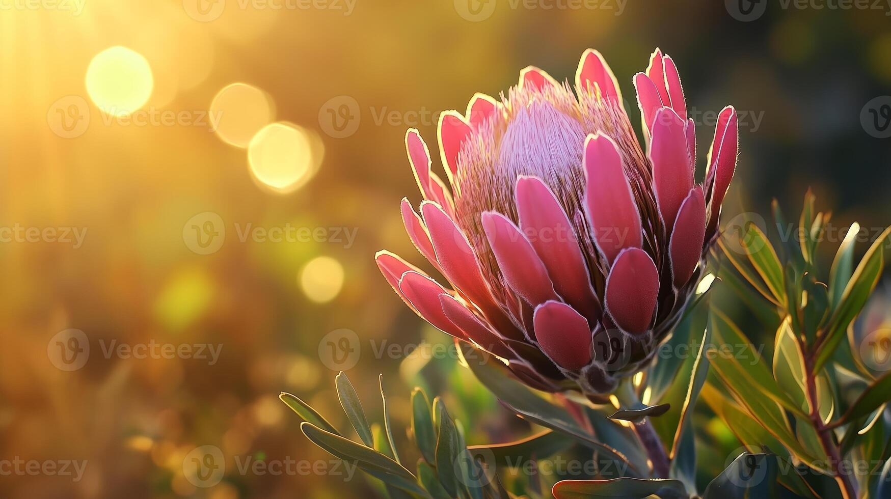 Beautiful pink protea flower blooming in a sunlit garden with golden bokeh background during the golden hour of late afternoon photo
