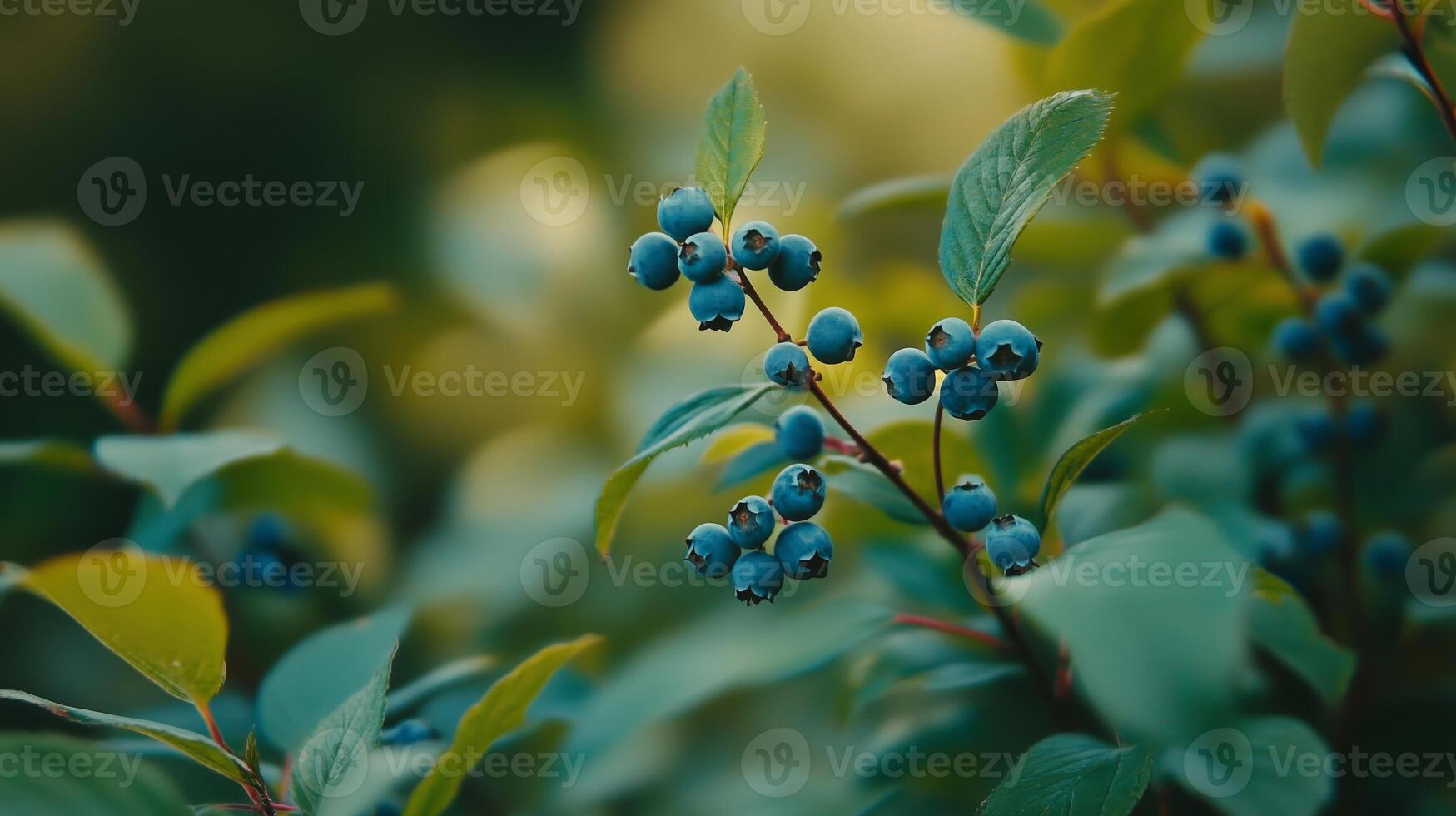 Blueberries ripening under sunlight among vibrant green foliage in a tranquil garden setting photo