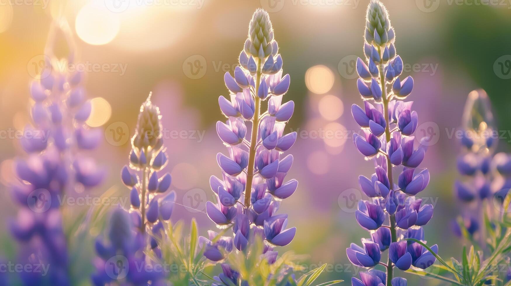 Beautiful lupine flowers blooming in a sunny meadow during springtime, showcasing vibrant purple hues and a serene atmosphere photo
