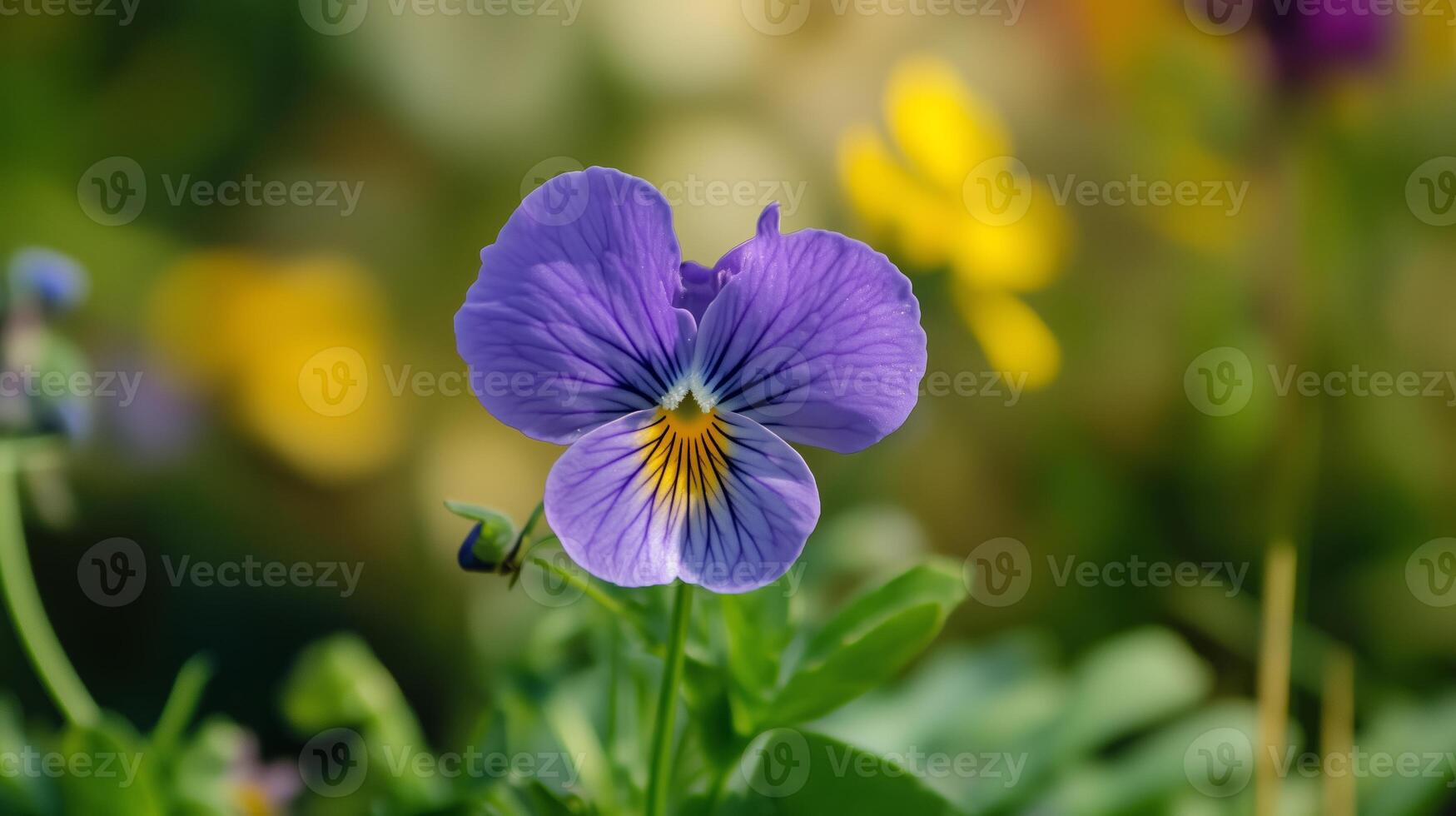 A purple pansy flower blooming in a vibrant garden filled with various colorful blossoms during the warm spring season photo