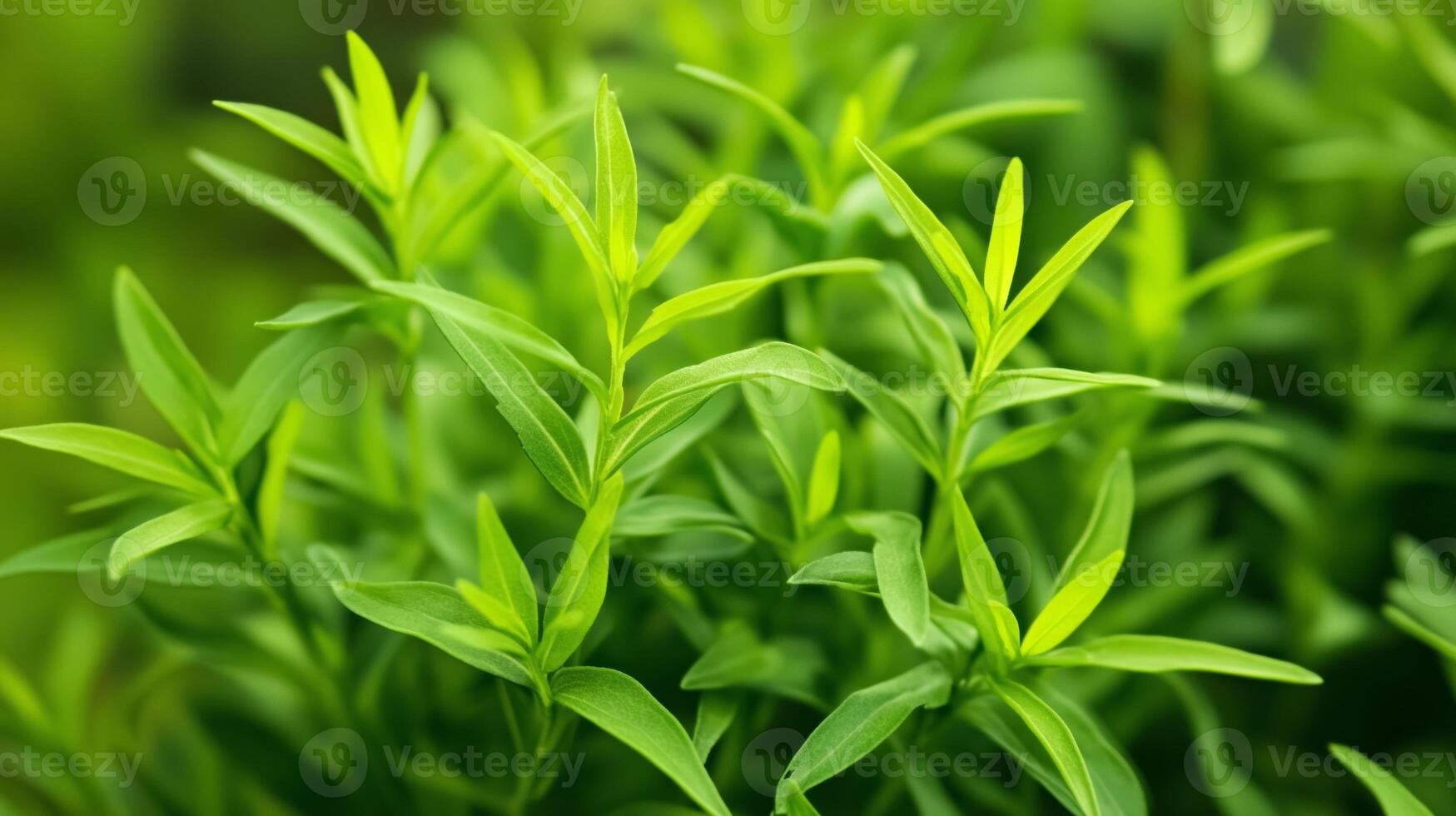 Lush green leaves of a thriving herb plant in a garden during sunny daylight photo