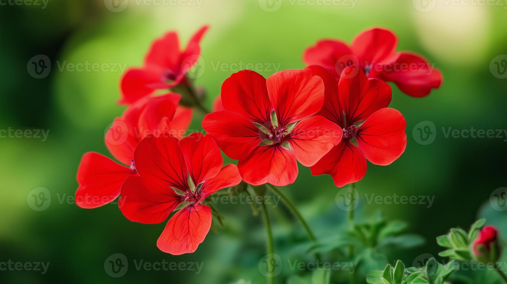 Bright red geranium flowers blooming in a lush green garden during springtime under natural sunlight photo