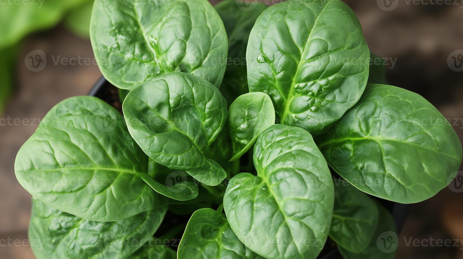 Freshly harvested spinach leaves in a small pot on a wooden surface, displaying vibrant green colors and healthy textures photo