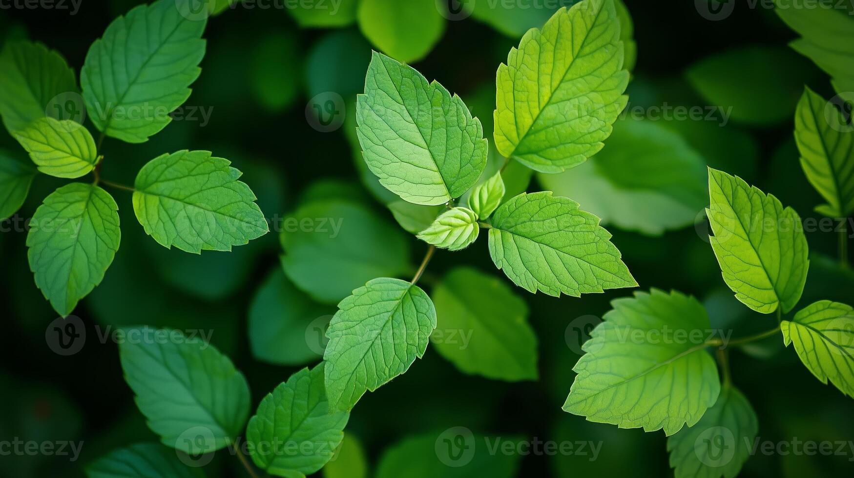 Lush green leaves forming a vibrant pattern in a shaded area, capturing the essence of nature's tranquility and fresh growth photo
