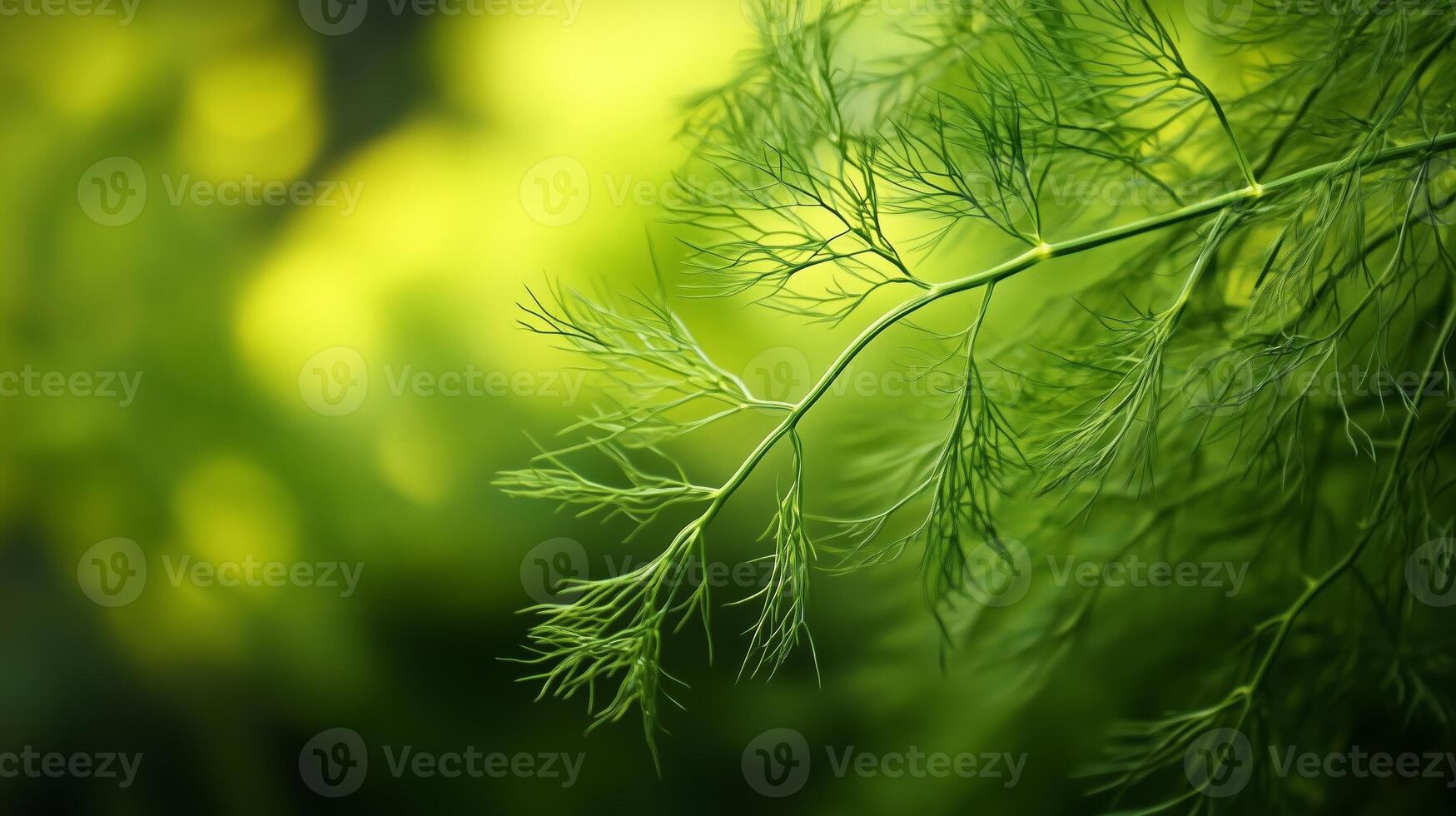 Close-up of delicate green fern leaves illuminated by soft natural light in a tranquil forest setting during midday photo