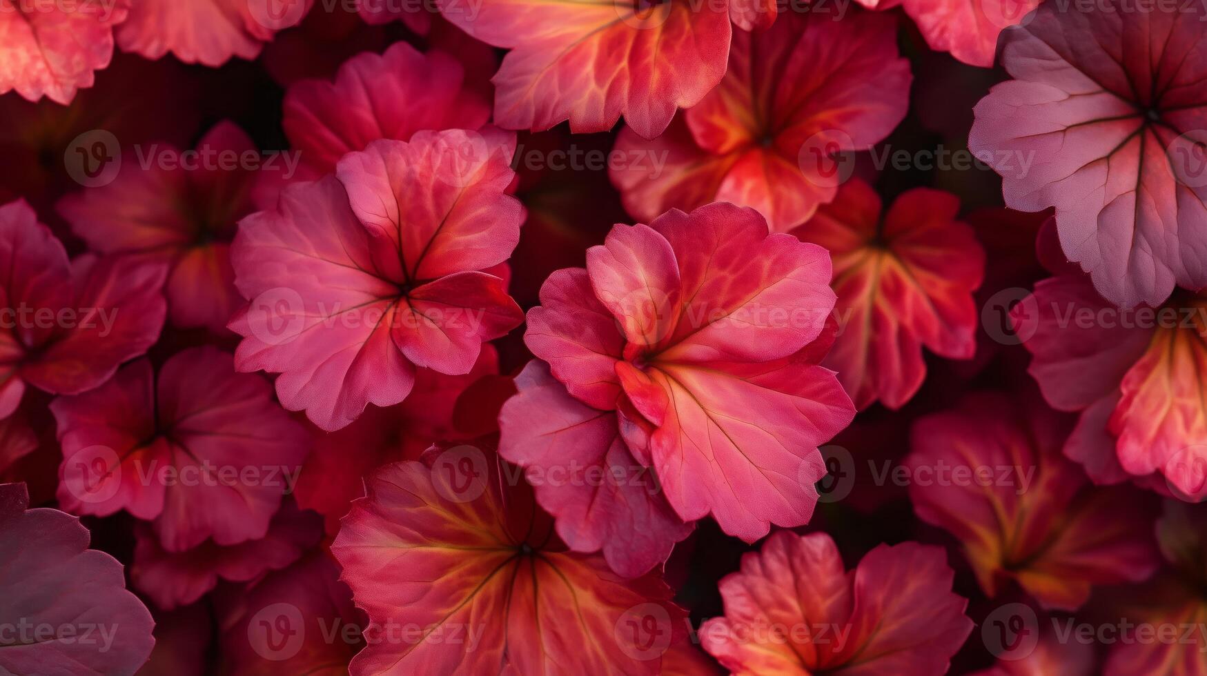A beautiful arrangement of pink and red begonia leaves fills the frame, showcasing their intricate textures and colors in natural light photo