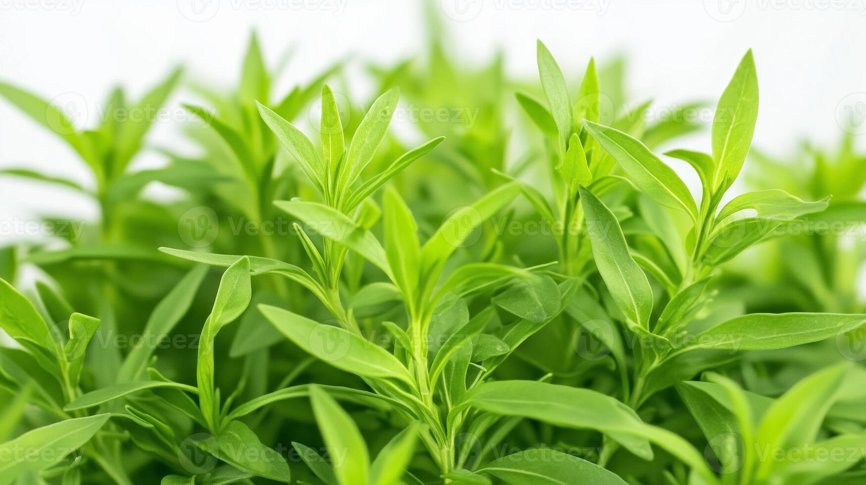 Fresh green herbs growing in a small indoor garden, showcasing vibrant leaves under natural light photo