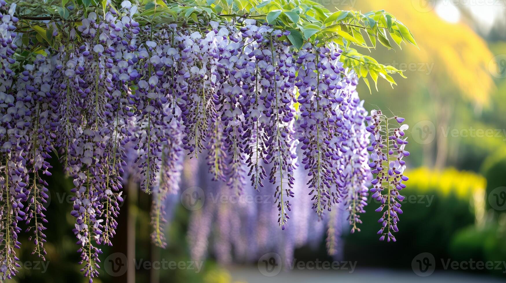 Beautiful clusters of purple wisteria flowers hanging from the lush green vines in a sunny garden during springtime photo