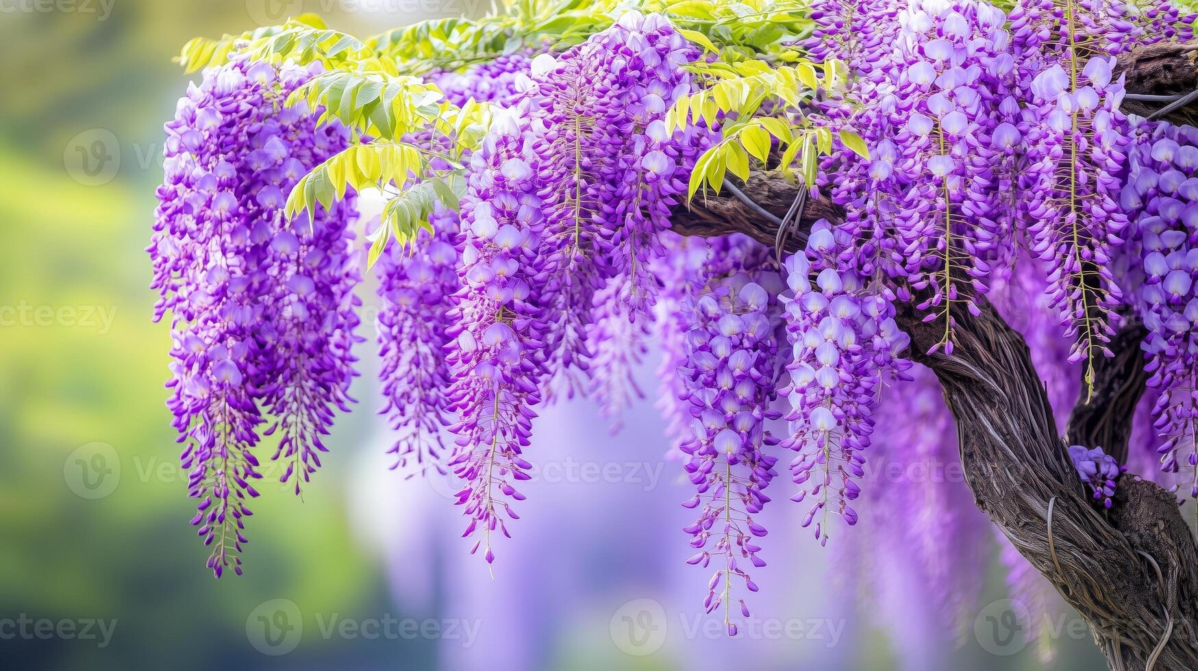 Beautiful cascading wisteria blooms fill the garden with vibrant purple colors during springtime photo