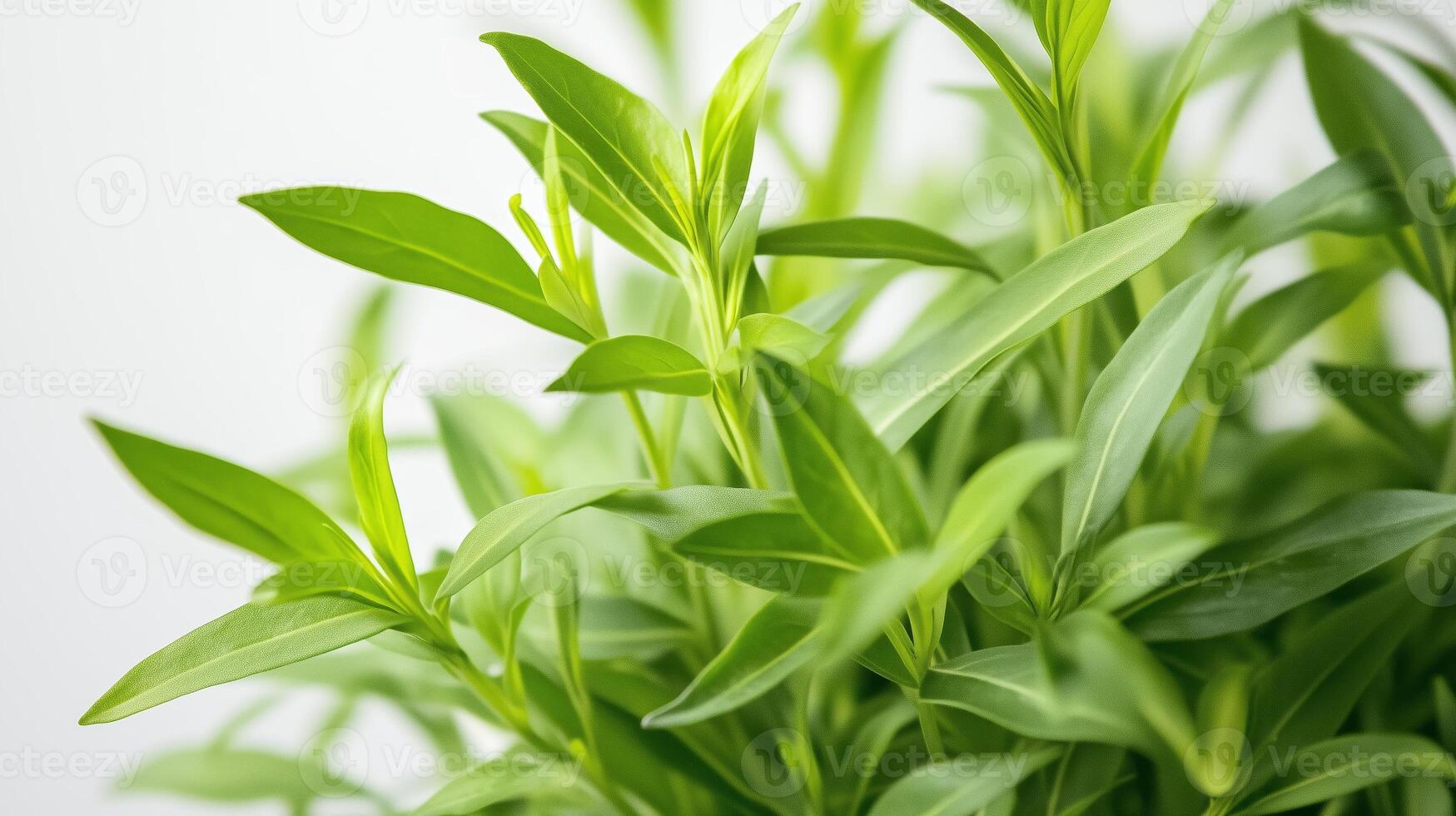 Lush green leaves of a healthy herb plant thriving in bright indoor lighting photo