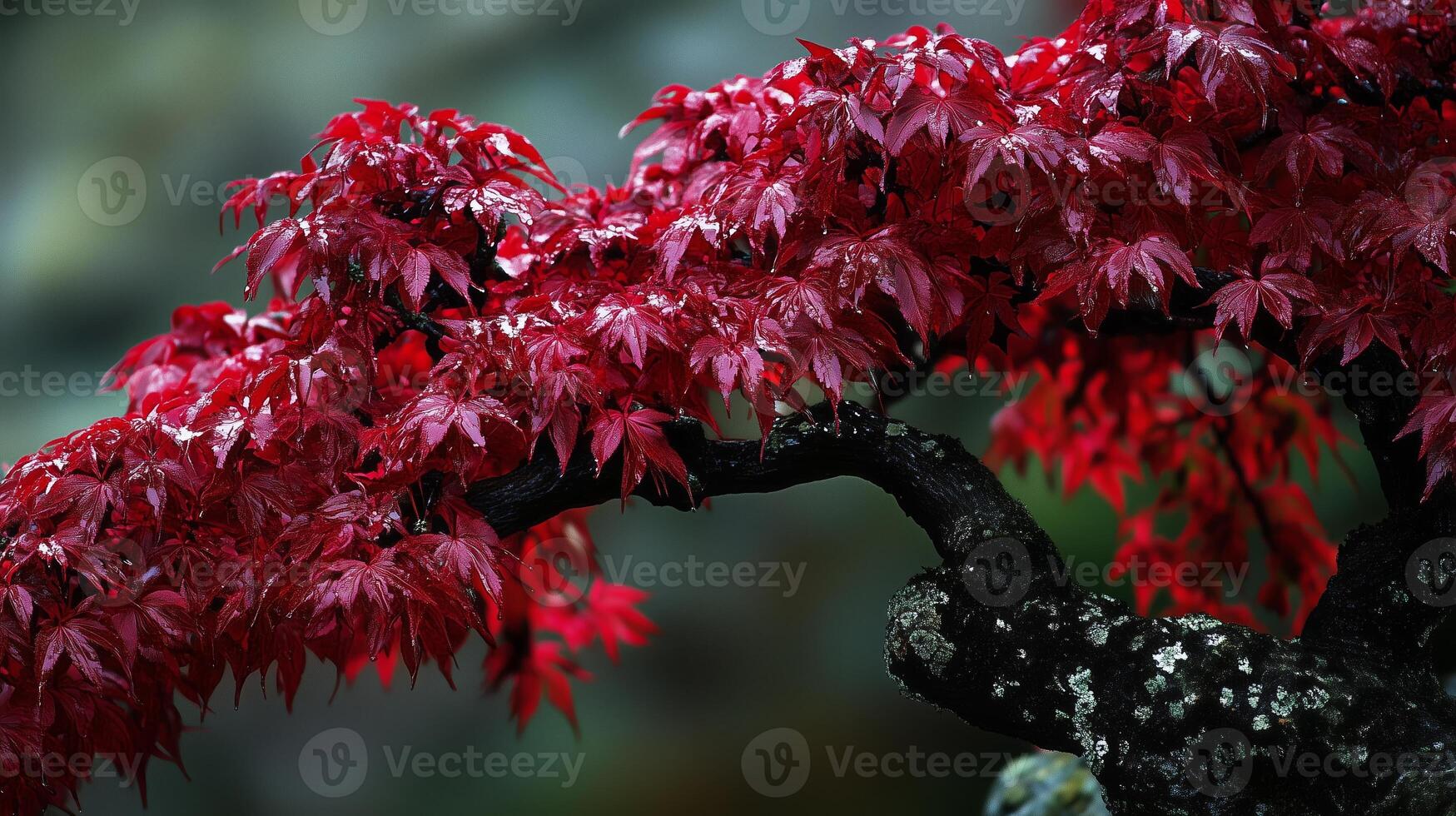 Stunning red foliage of a Japanese maple tree showcases vibrant autumn colors in a serene garden setting photo