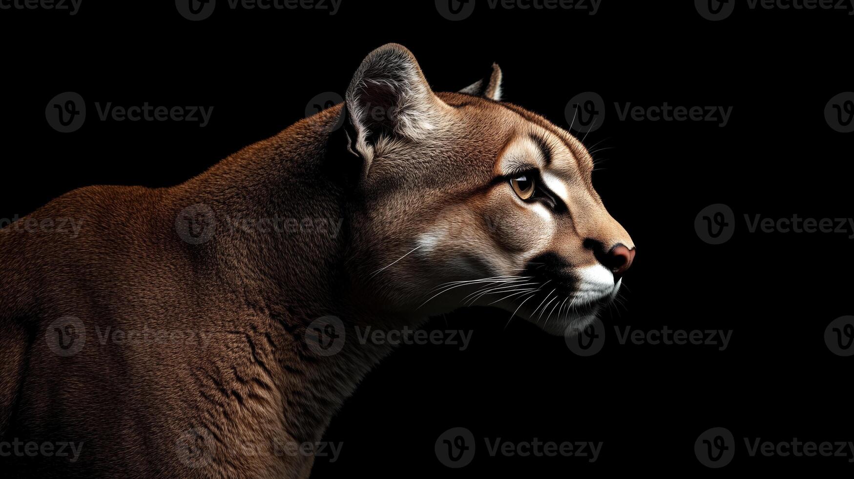 A close-up profile of a cougar showcasing its powerful features against a dark background photo
