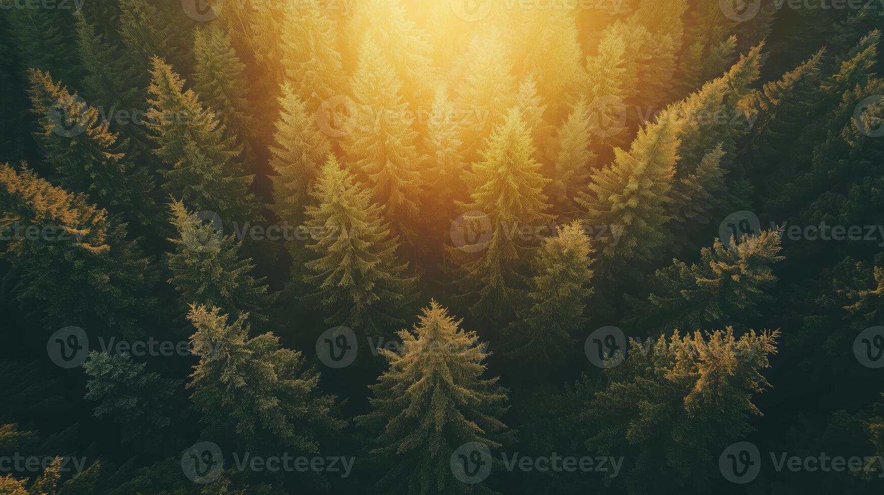 Aerial view of lush green pine trees with sunlight filtering through the canopy in a vast forest during the golden hour photo