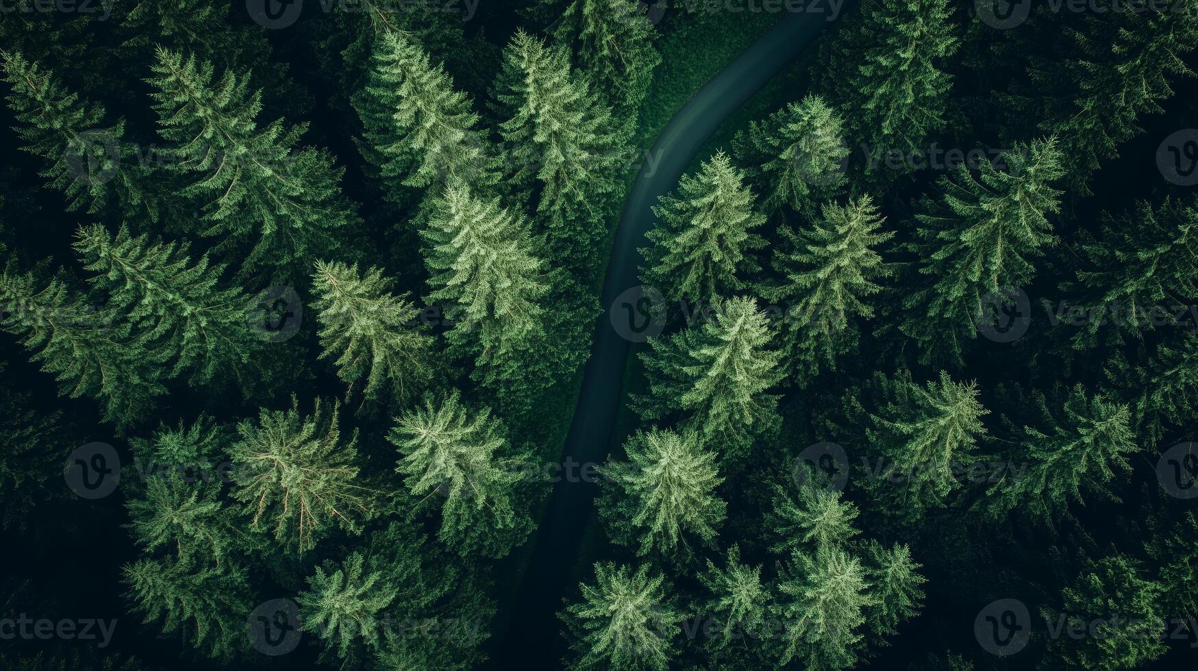 Aerial view of dense green pine forest with winding road during sunny daylight hours photo