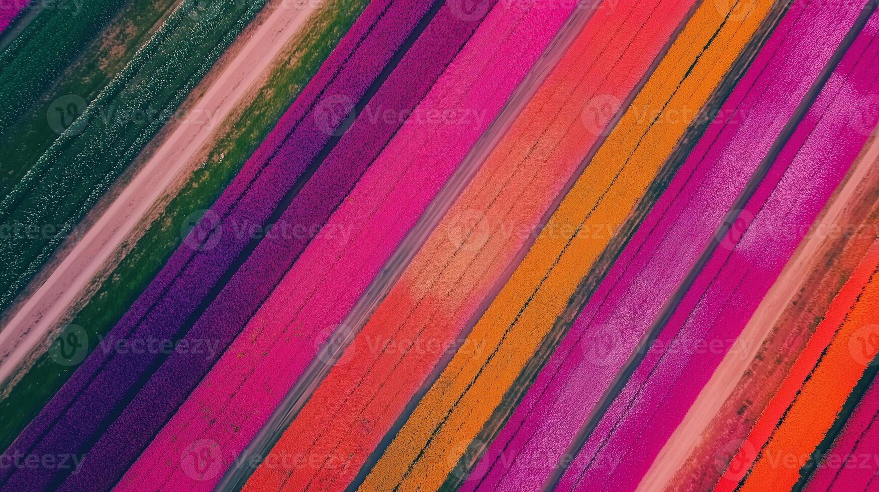 Vibrant aerial view of colorful striped fields showcasing a stunning array of flowers in full bloom during springtime photo