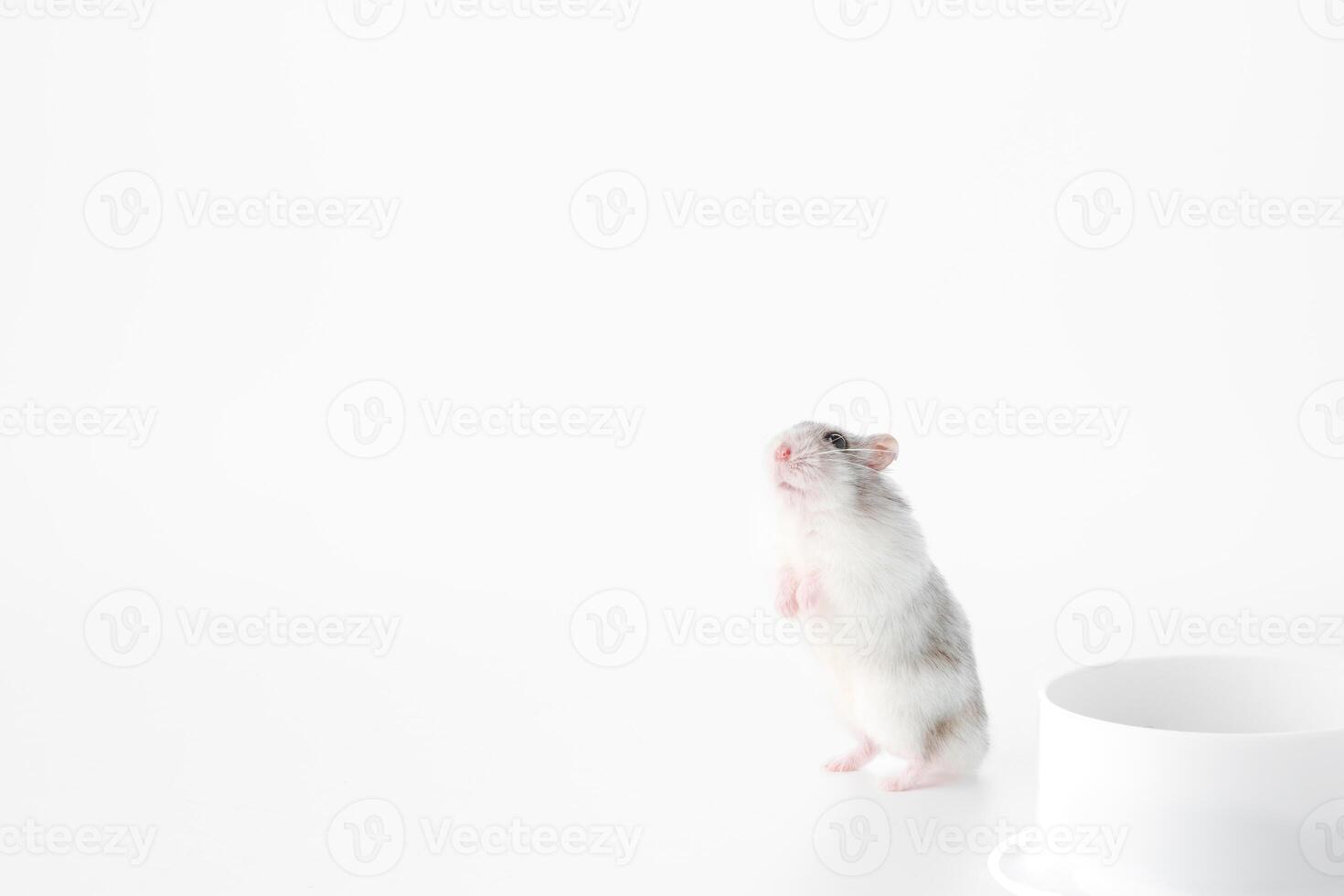 A curious hamster stands upright beside a clean white bowl in a minimalist indoor setting photo