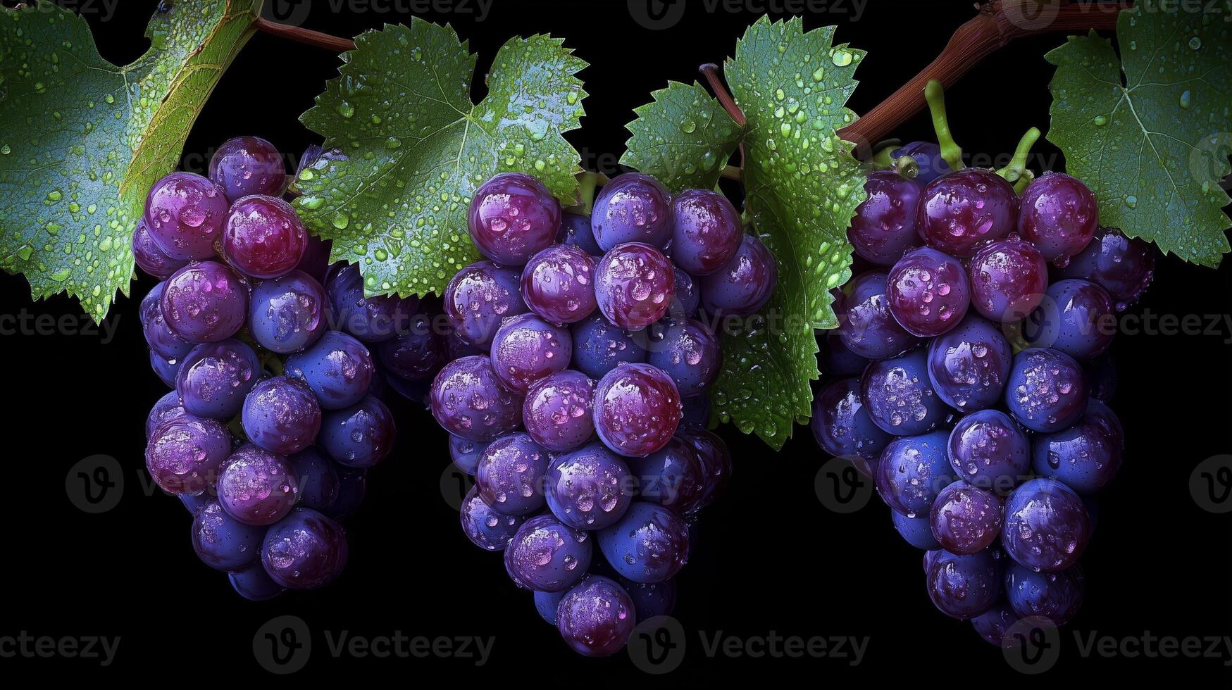 Fresh purple grapes on a vine with raindrops, highlighting their vibrant color and lush leaves against a dark background photo