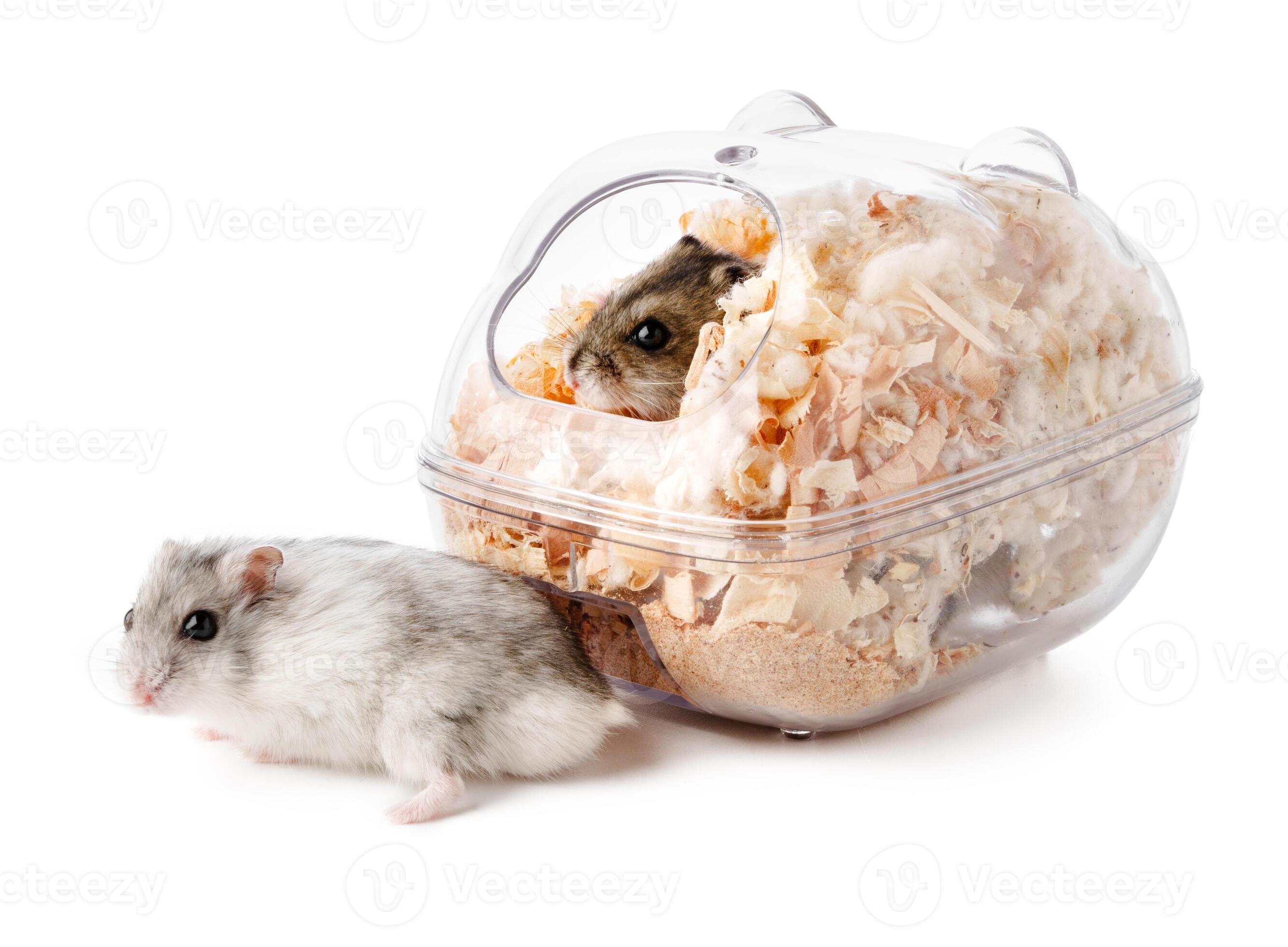 A curious hamster peeks out from its cozy habitat filled with