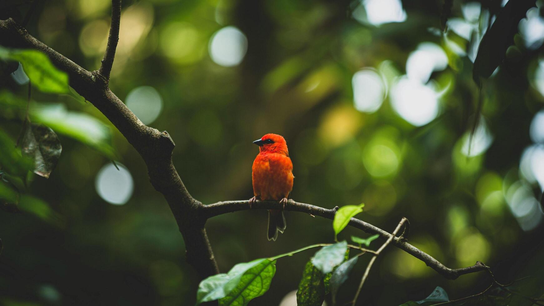 The Wild Skies Birds of Untamed Lands photo