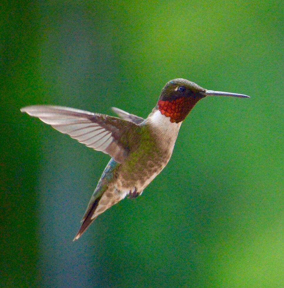 The Wild Skies Birds of Untamed Lands photo