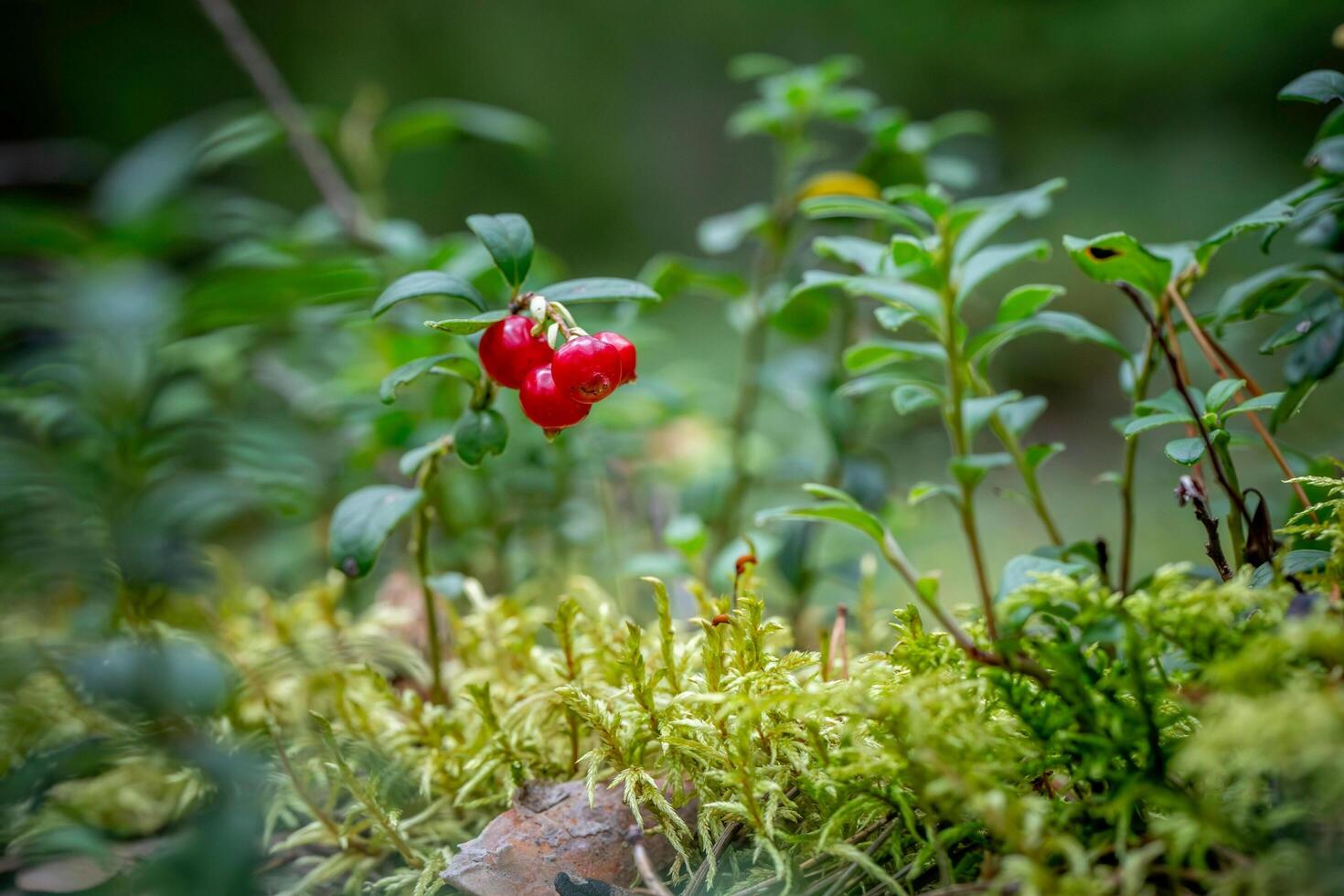 A unique beauty of nature and wildlife photo