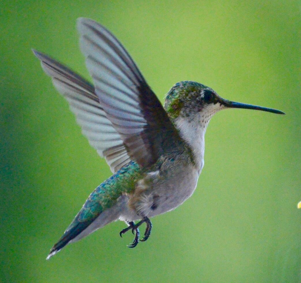 The Wild Skies Birds of Untamed Lands photo