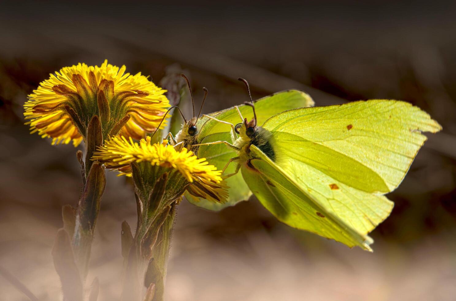 A unique beauty of nature and wildlife photo