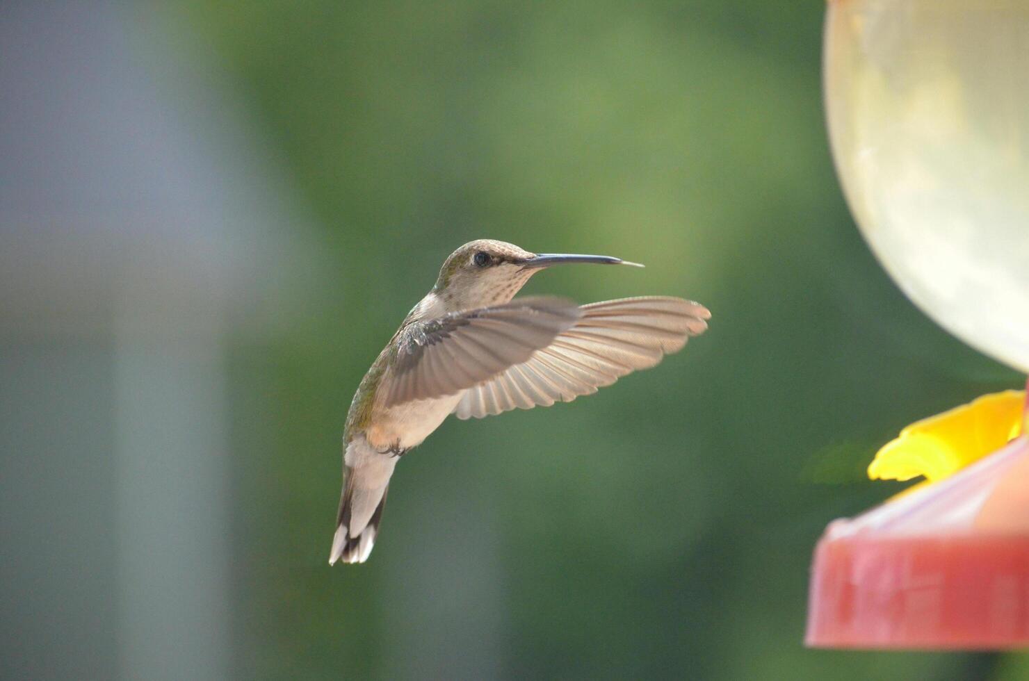The Wild Skies Birds of Untamed Lands photo