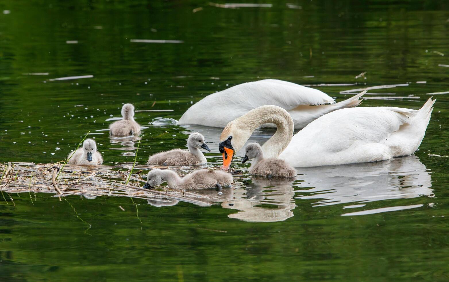 A distinct and captivating beauty of nature and wildlife photo