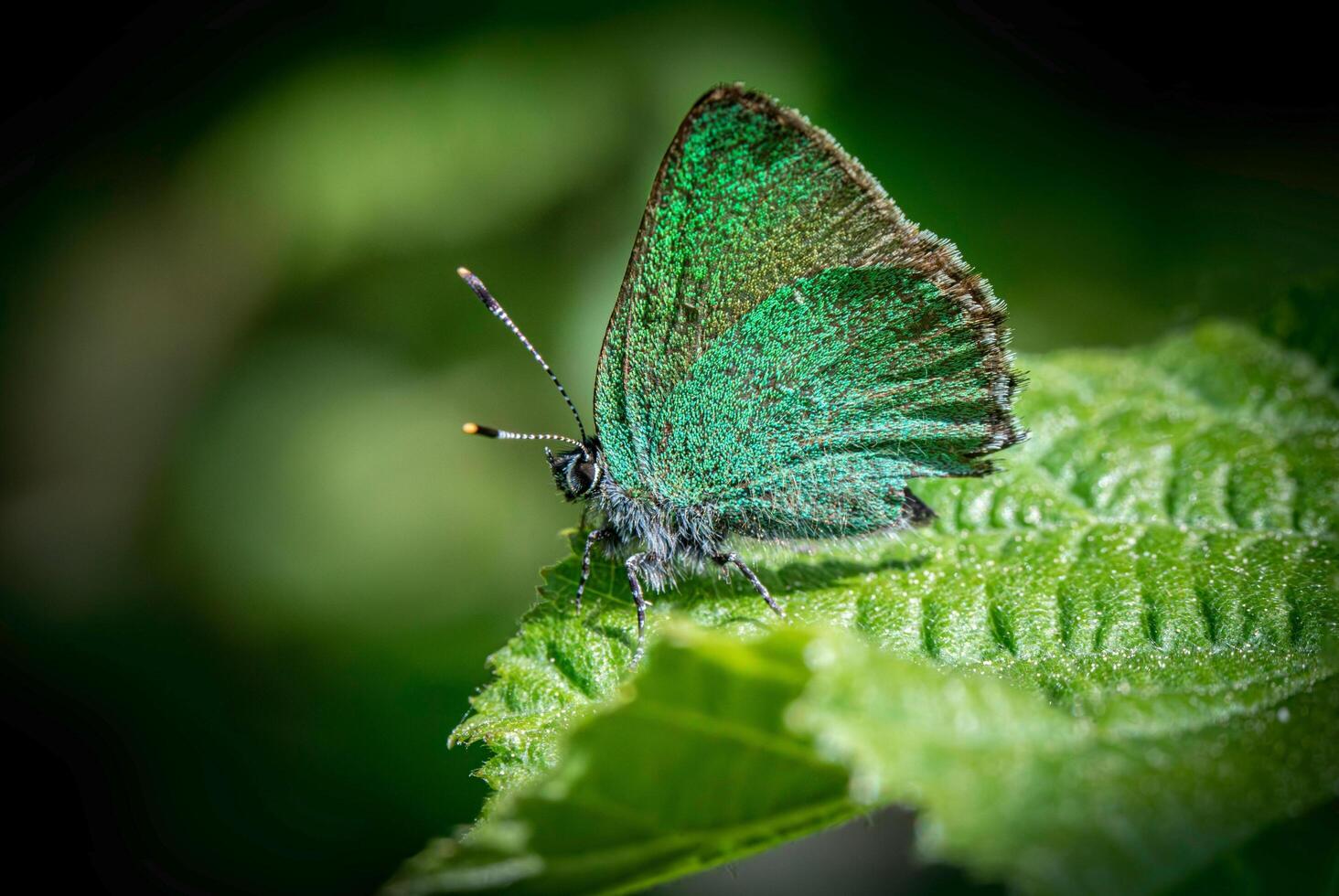 A distinct and captivating beauty of nature and wildlife photo