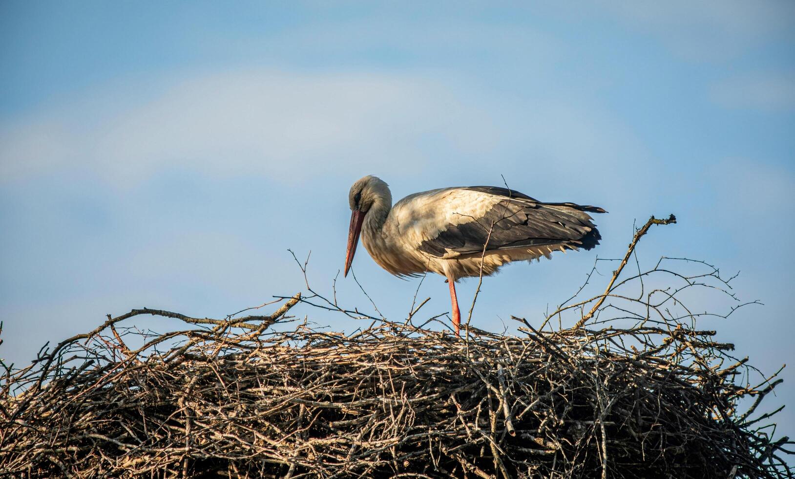 A distinct and captivating beauty of nature and wildlife photo