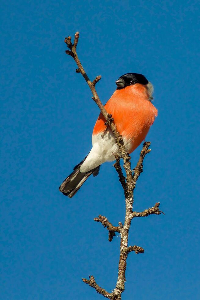 A distinct and captivating beauty of nature and wildlife photo